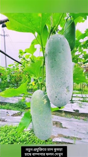 Revolution in rice and pumpkin farming! Fields are filling up with harvest thanks to mulching tec...