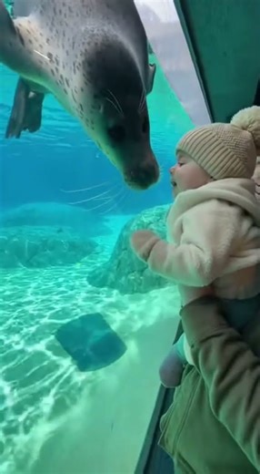Seal’s Magical Baby Connection Moments