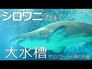 巨大なサメが泳ぐ大水槽【マリンワールド海の中道】迫力のシロワニさん