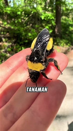 This bumblebee has a unique way of releasing pollen!#Bumblebee #Bee #Pollination #Agriculture #sh...