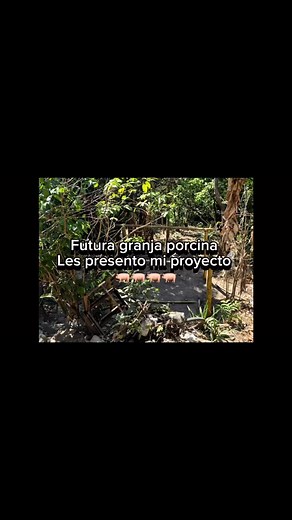 Empezando proyecto porcino desde cero 🐖🧬 #porcicultura #cerdos | Granja El Cantonsito
