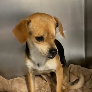 17K views · 3.4K reactions | ***RESCUED*** Buck has had a hard life. Let's change that. (Viewer Discretion Advised) | Kern County Animal Services | Facebook