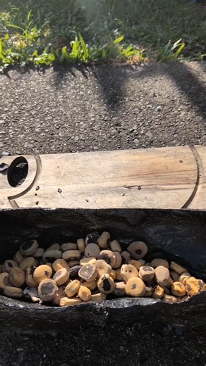Preparing Burny Beans - Mucuna Gigantea #BurnyBeans #Beans #BushTucker #FarNorthQueensland