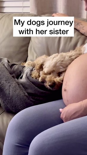 I’m not crying, you’re crying 😭 #dogs #puppylove #dogsofttiktok #doglove #lunatheminicockapoo