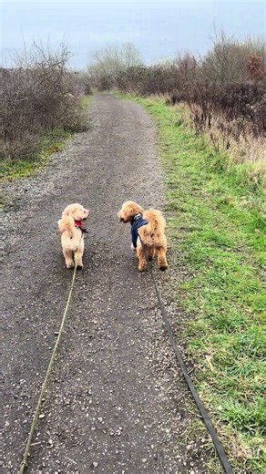 A long Sunday walk! No Ralph does not have shoes on he just can’t resist jumping in the mud 🐶🐾