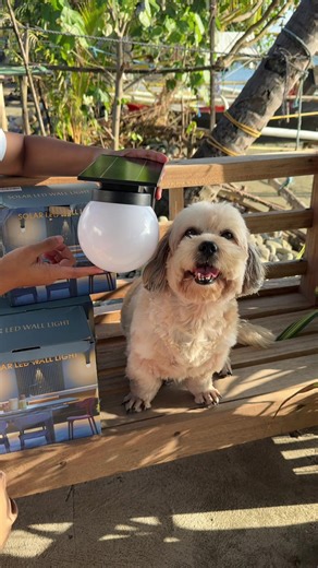 aestheticfurmom on TikTok