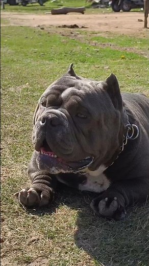 Micro American Bully Stud Service available