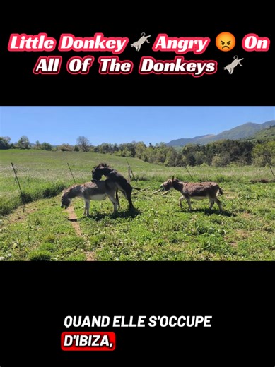 Little donkeys 🫏 Angry 😡 On All of The Donkeys #donkey #mare #donkeyoftiktok #stallion #breeder