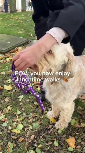 Calm and Stress-Free Walks with a Dogmatic Headcollar