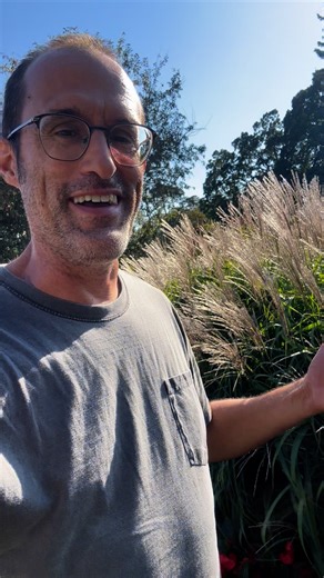 Learn about growing ornamental grasses. Walking tour seminar this Saturday, September 27th, at 2:00 pm. | Bergeson Nursery