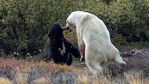 Man recounts seeing polar bear and black bear fight in Labrador | Hanomansing Tonight