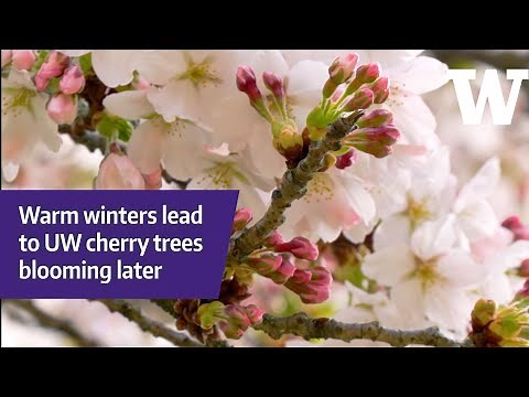 When will cherry trees hit peak bloom? UW model gives good predictions