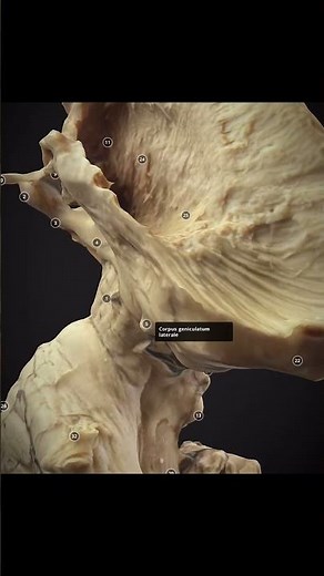 The Visualise Pathway! How the visual signals travel from the eye to the occipital lobe!