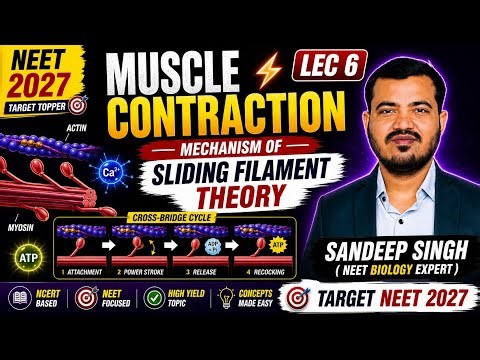 Muscle Contraction Mechanism | Sliding Filament Theory in 15 Minutes | NEET | LEC 6