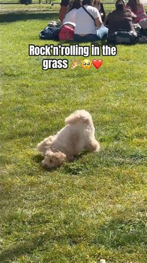 Cavapoo’s unmatched joy ❤️😍