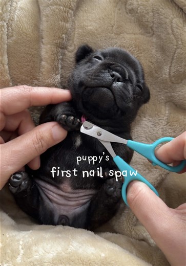 tiny paws - big talons 🥲🐾 the babies are 12 days old and they had their first nail spaw day today! the little girl did so well, but her brother was so squirmy. we will get there, slow and steady 💜 what do you want to see next? #puppy #pibble