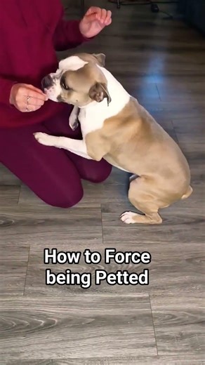 How to Force being petted