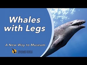 Whales with Legs | A New Way to Museum