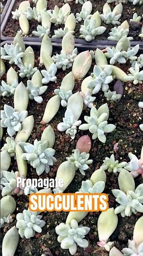 Easiest Way to Propagate Succulents from Leaves!