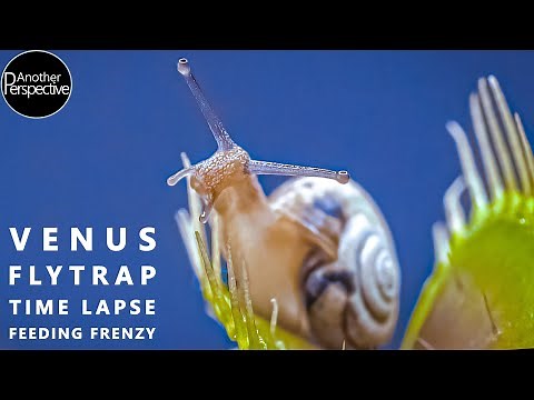 Venus Flytrap Digestion Time Lapse | Compilation