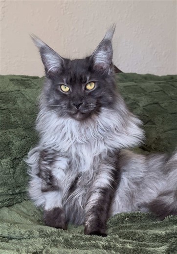 Adorable Maine Coon Cat Moments