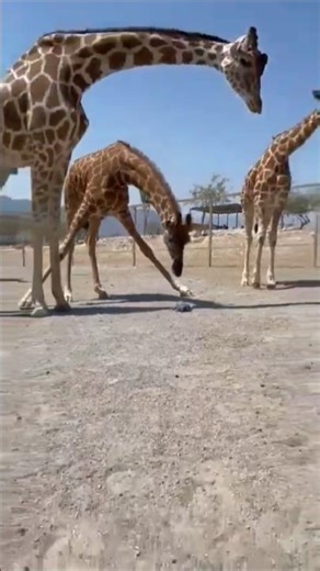 “World’s Tallest Beauty 🦒 | Giraffe Amazing Moments”