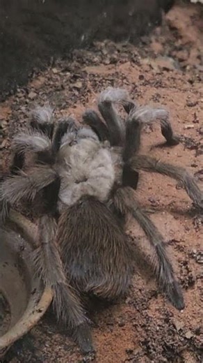 Desert Blonde Tarantula Up Close 🕷️🔥