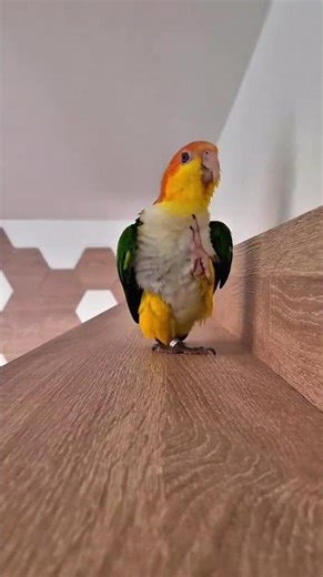 Parrot has some strong stomps.🔥 Dobby the white-bellied caique is one of marching parrots, that lov