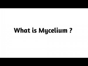 What is Mycelium ?