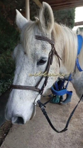 l'amour de ma vie se poney !❤️🥰