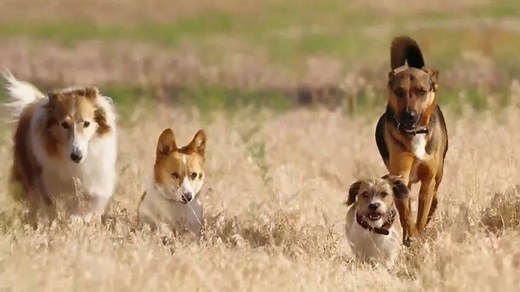 Blue Buffalo Freedom TV Spot, 'Free to Be Their Best'