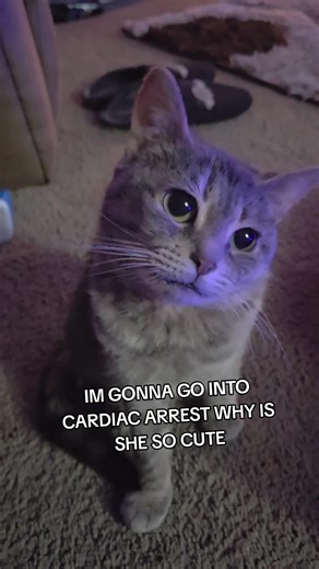 🥹🥹#fyp #cat #dopey | cat