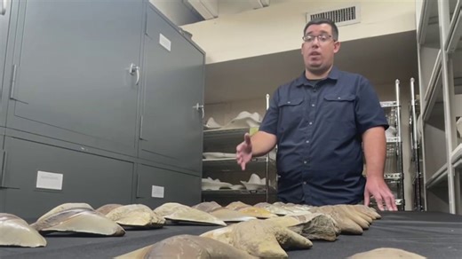 Dozens of teeth from same megalodon shark going on display in Calvert County