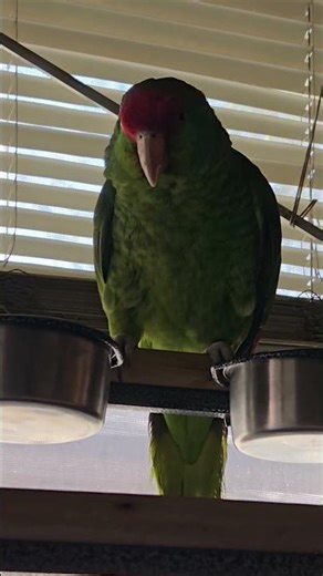amazon parrot