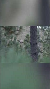 BUGLE FEST in JURASSIC PARK! 😳 #elkhunting #bugle #elk #bowhunting #buckstorm