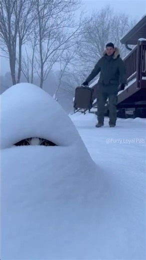 😹 🐈‍⬛ Surprise! Norwegian Forest Cat scares Dad! #cat