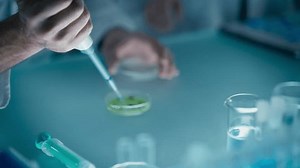 Researcher Taking a Sample with a Pipette and Dropping the Blue Liquid into a Petri Dish. Scientist Putting the Glassware Under a Microscope. Lab Experimentation for Biotechnology and Genetic Studies