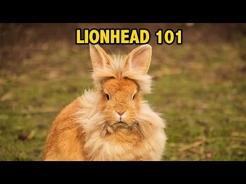 Lionhead behavior: The Truth about Lionhead Rabbits