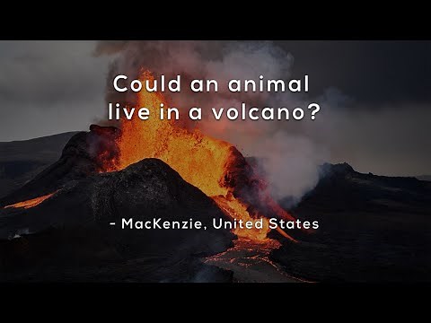 Could an animal live in a volcano?