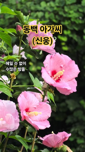 동백 아가씨 (가사) #신웅 #동백아가씨 #이미자 #무궁화