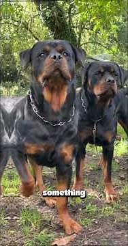 Why Rottweilers Make Amazing Pets