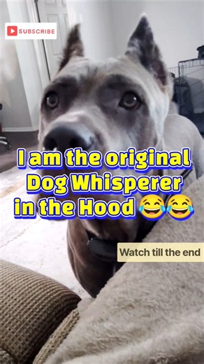 Can you speak Cane Corso?🤣 #funnydogs #shorts #fyp #viral #canecorso
