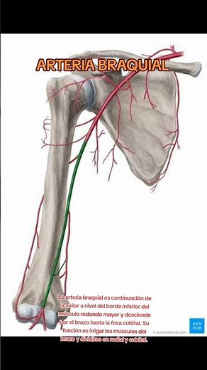 brachial artery