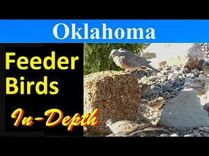 10 Most Common Feeder Birds of Oklahoma [In-Depth]