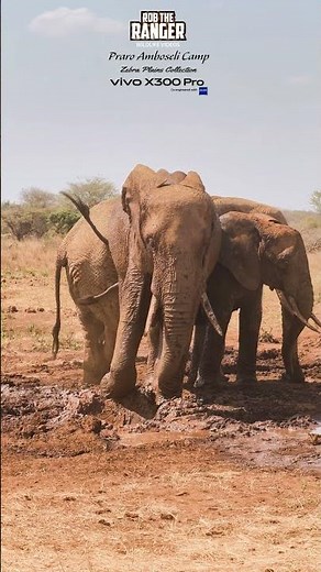 🐘🐘 Elephants Enjoy The Mud At Praro Amboseli Camp Waterhole 🐘🐘 #vivoX300pro #wildlife