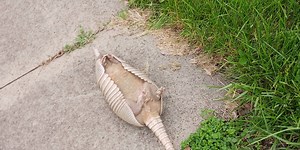 Dead armadillo found on Evansville’s west side