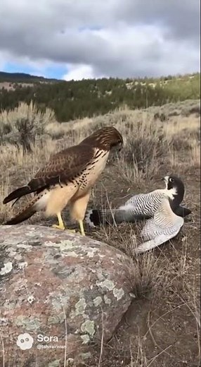 Hawk vs Falcon Mid-Air Fight Caught on Camera | Incredible Aerial Predator Battle