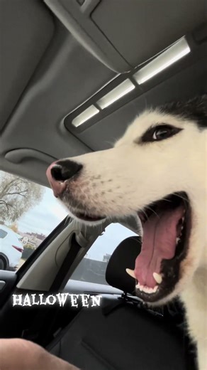 #husky #crazyrealtor