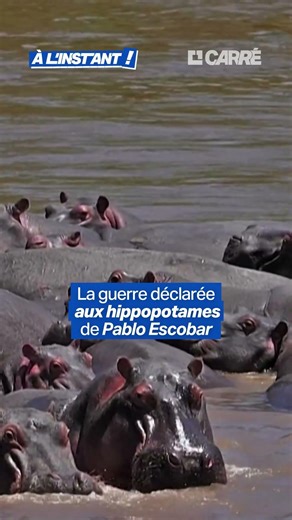 La guerre est déclarée aux hippopotames de Pablo Escobar