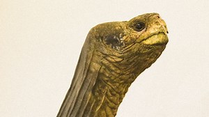 Bill Weir visits giant tortoises in their natural state